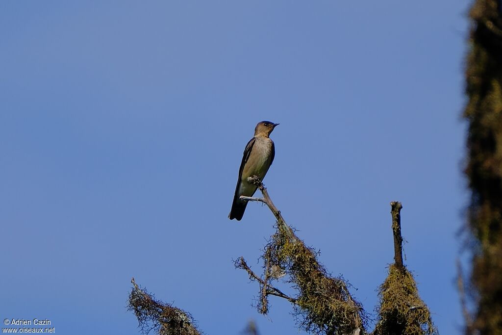 Hirondelle chalybée