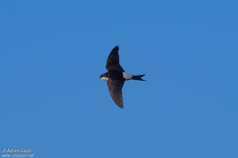 Western House Martinadult, Flight