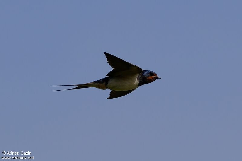 Barn Swallowadult, Flight