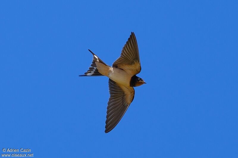 Barn Swallowadult, Flight