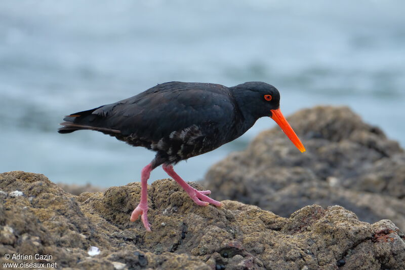 Variable Oystercatcheradult