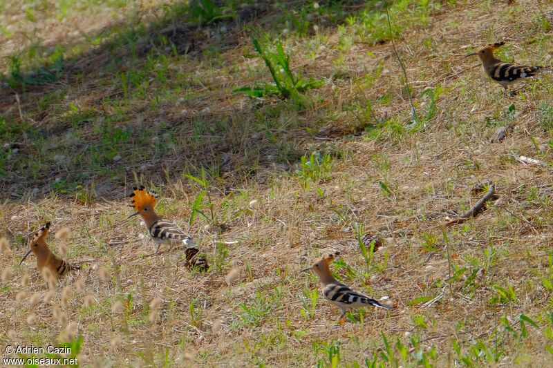 Eurasian Hoopoe