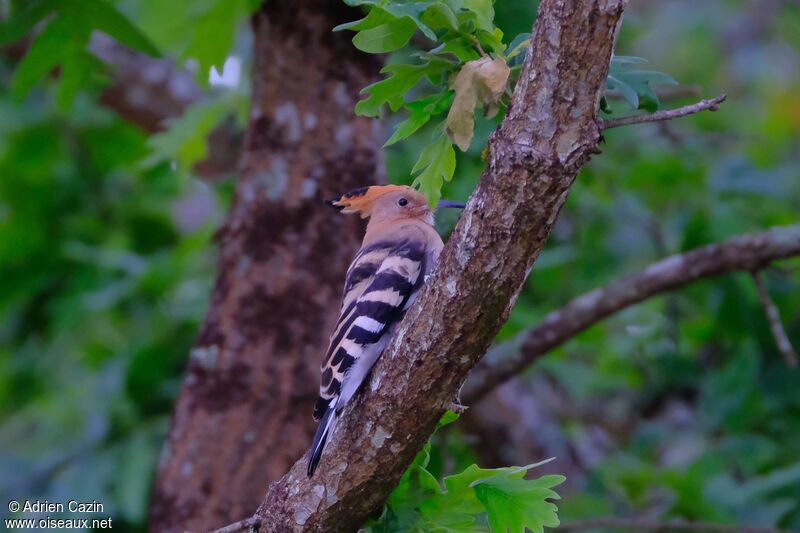 Eurasian Hoopoeadult