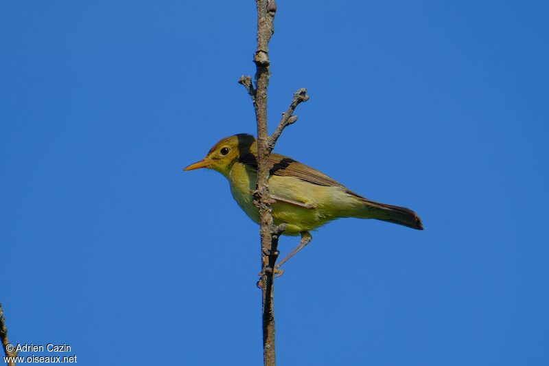 Melodious Warbleradult, identification