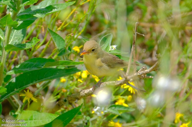 Melodious Warblerjuvenile, identification