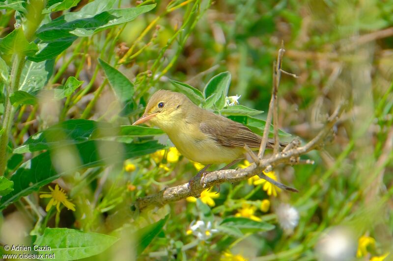 Melodious Warblerjuvenile, identification