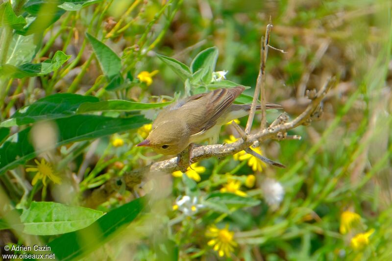 Melodious Warblerjuvenile