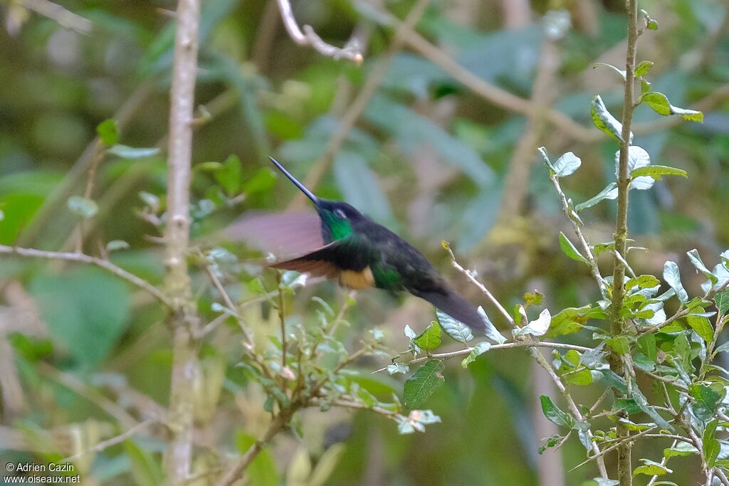 Buff-winged Starfrontlet