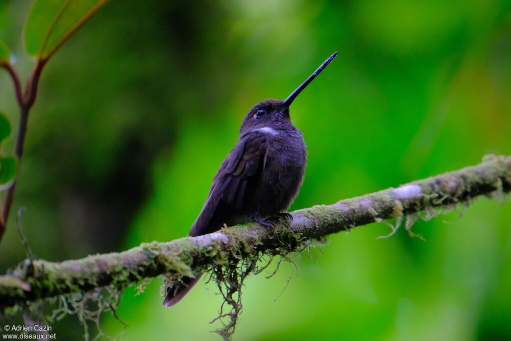 Brown Incaadult