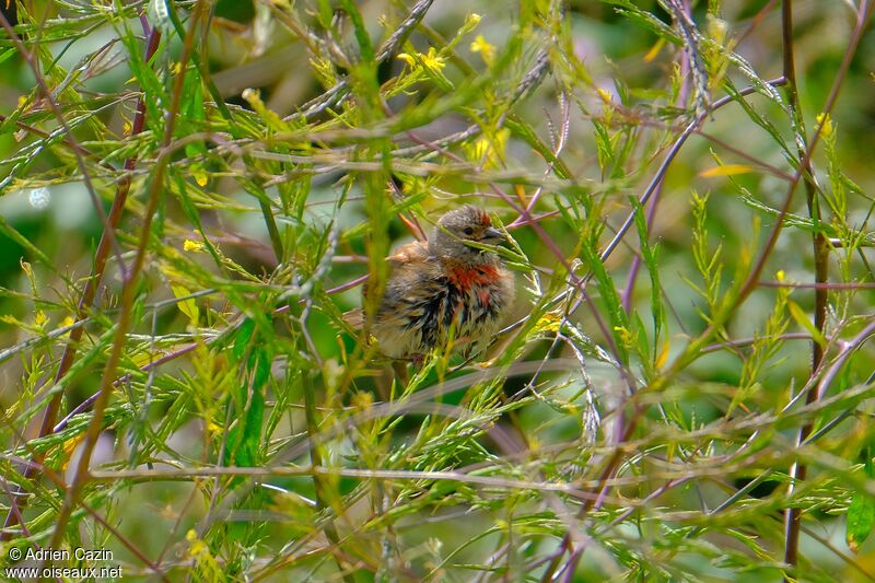 Common Linnet male adult breeding