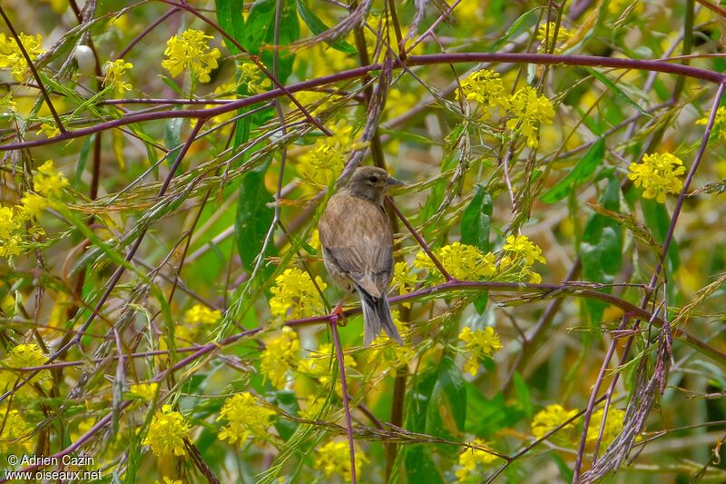 Common Linnet female adult