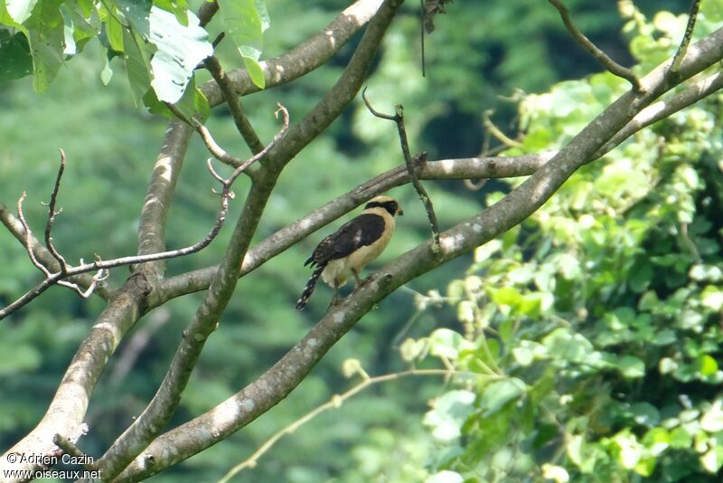 Laughing Falconadult