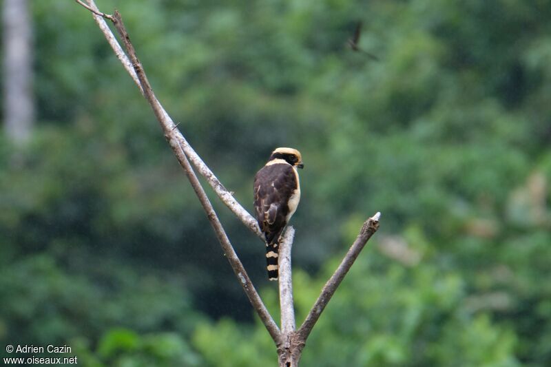 Laughing Falconadult