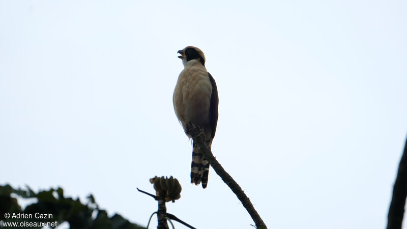 Laughing Falconadult, identification