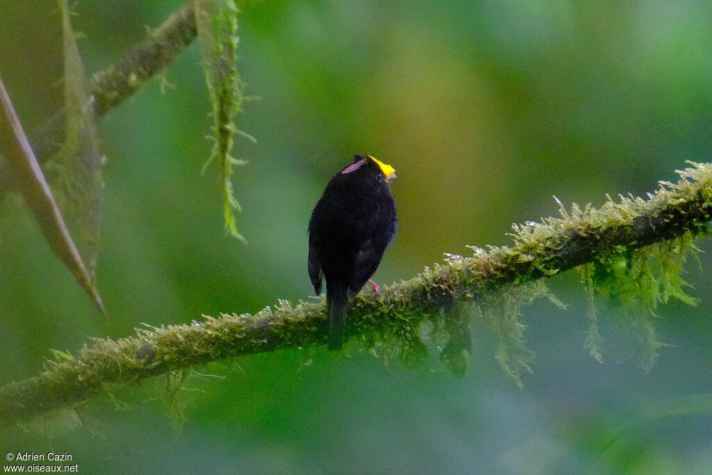 Golden-winged Manakin male adult