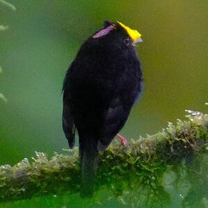 Manakin aux ailes d'or