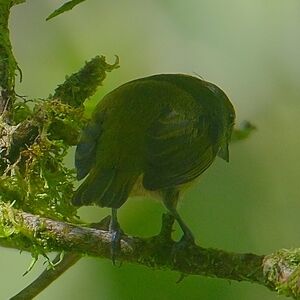 Manakin vert