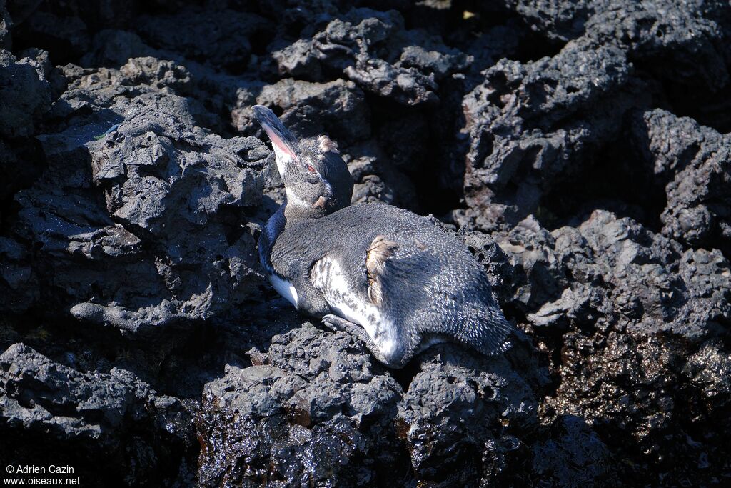 Galapagos Penguinadult, moulting