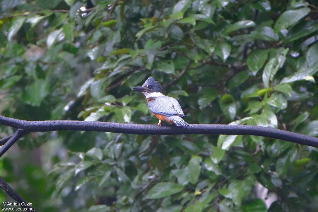 Ringed Kingfisher male adult