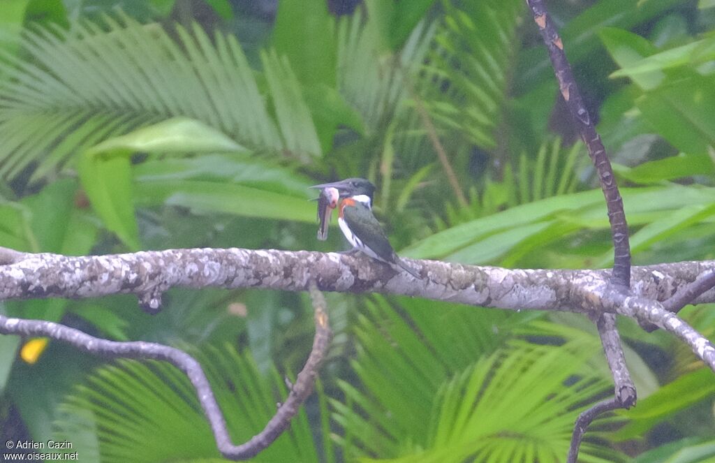 Martin-pêcheur d'Amazonie mâle adulte, pêche/chasse