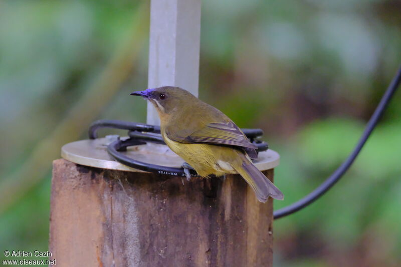 New Zealand Bellbird female adult