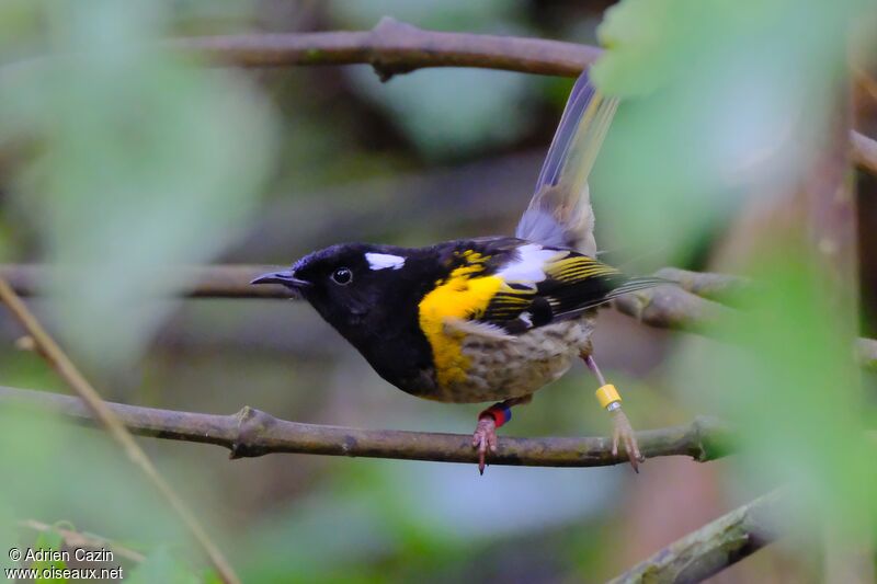 Stitchbird male adult, identification, aspect