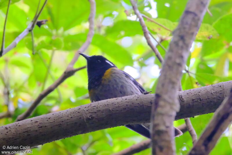 Stitchbird male adult