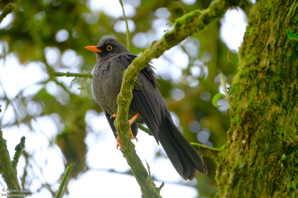 Merle géant mâle adulte, identification