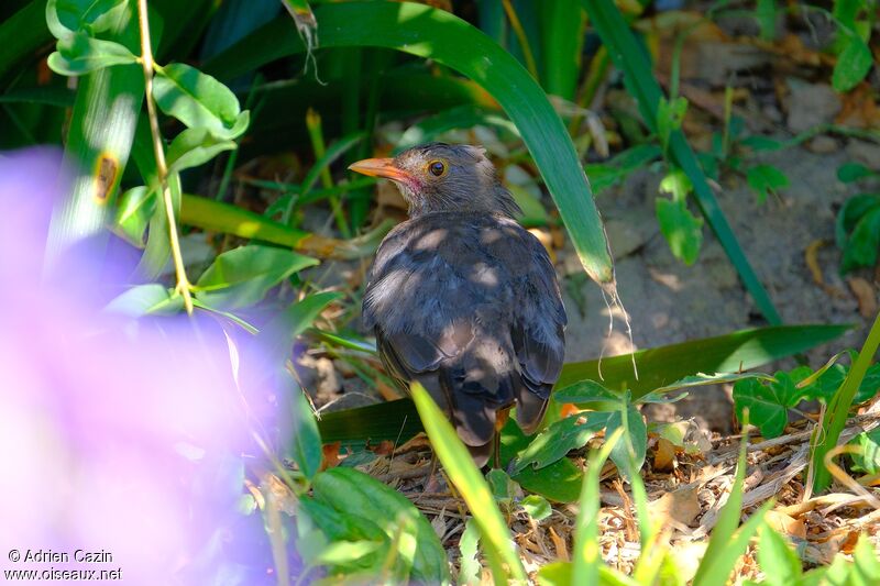 Common Blackbird female adult, identification