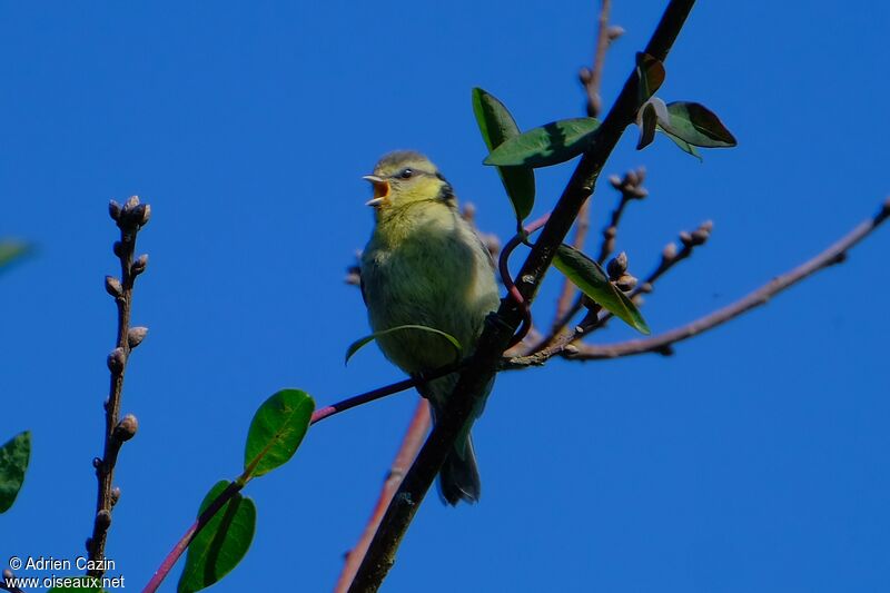 Mésange bleuejuvénile, chant