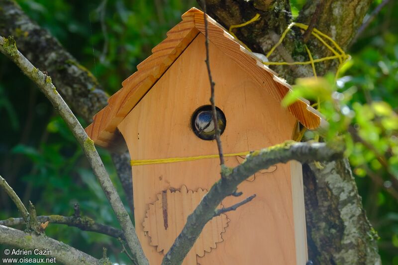 Eurasian Blue Titadult, Reproduction-nesting