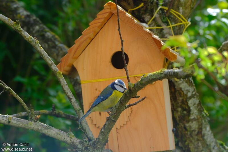 Mésange bleueadulte, Nidification