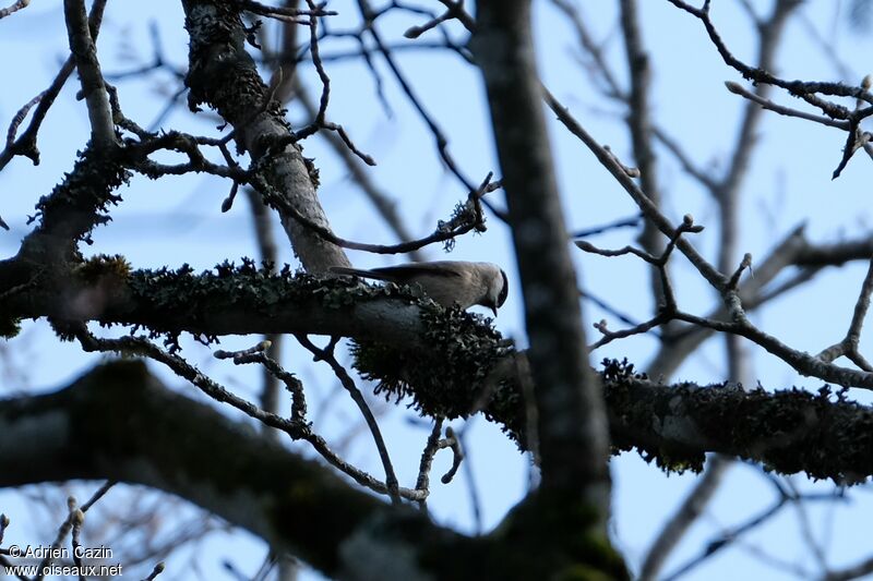 Willow Tit