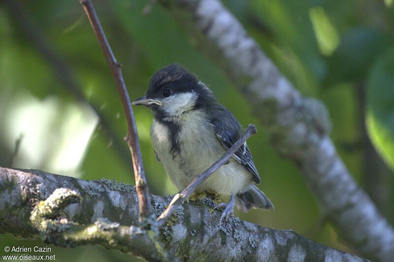 Mésange charbonnièrejuvénile