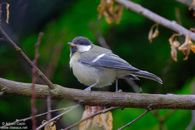 Mésange charbonnièrejuvénile, identification