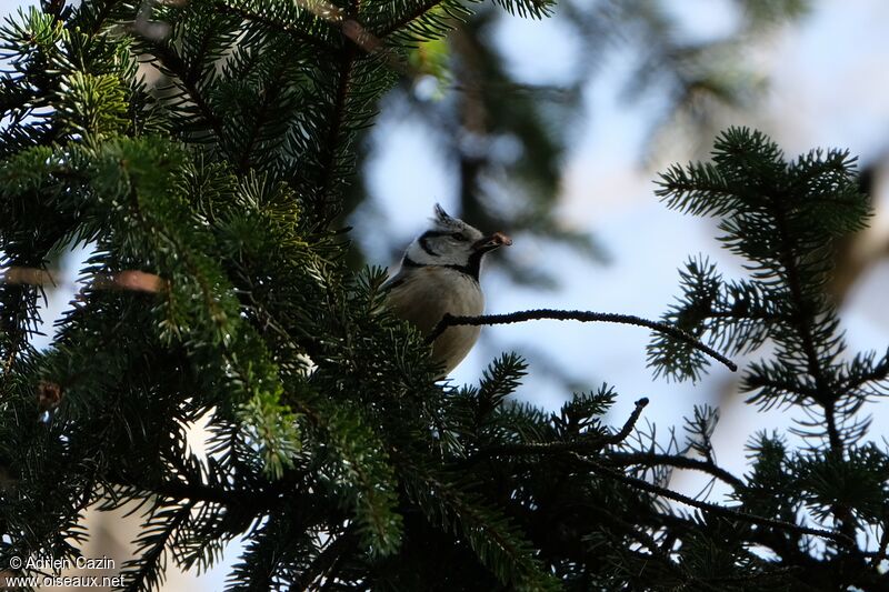 Crested Tit, eats