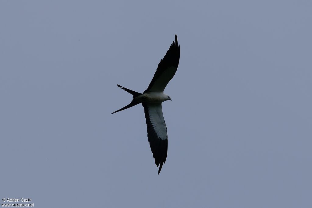 Swallow-tailed Kiteadult
