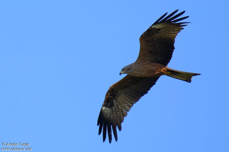 Black Kiteadult, identification