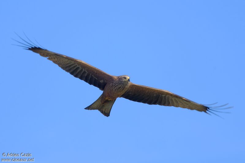 Black Kiteadult, Flight