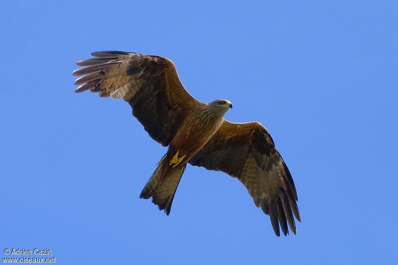 Black Kiteadult, Flight