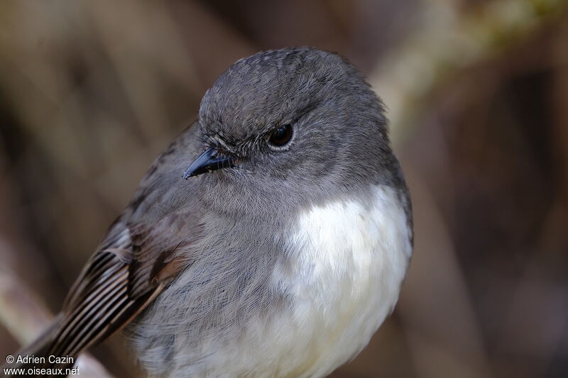 South Island Robinadult, close-up portrait