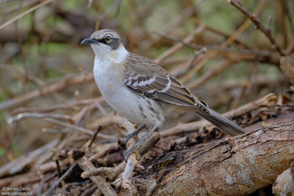 Galapagos Mockingbirdadult, identification