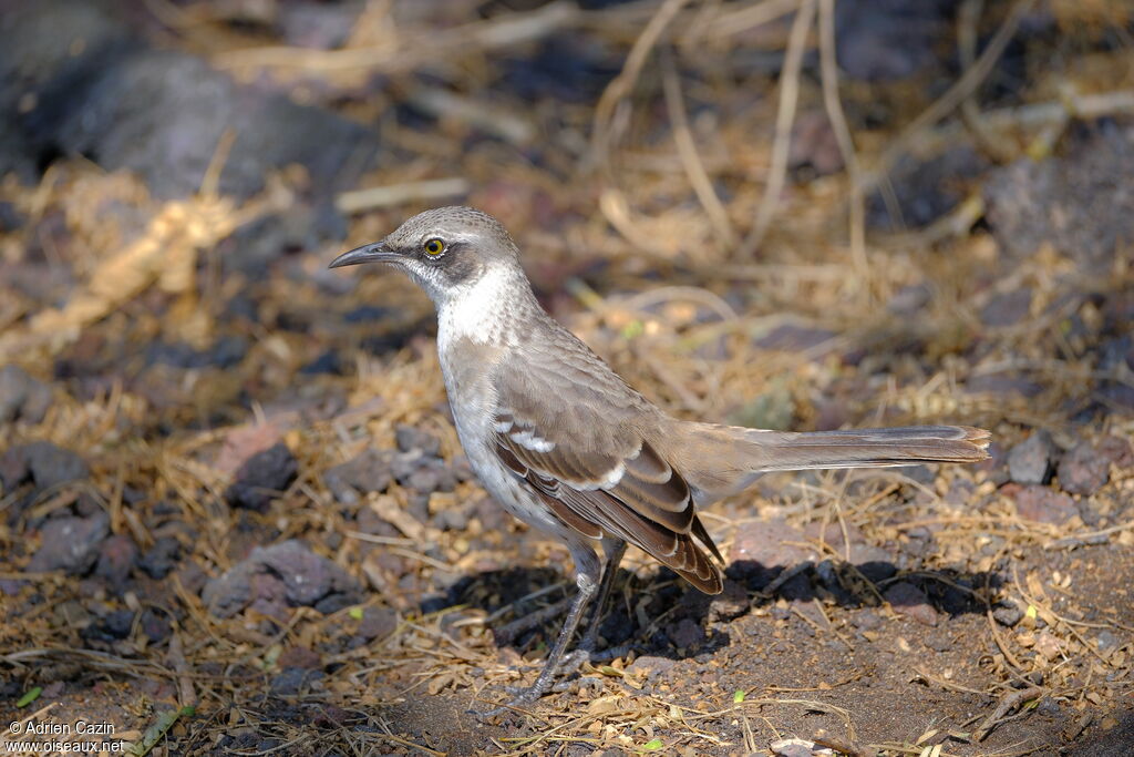 Galapagos Mockingbirdadult, identification