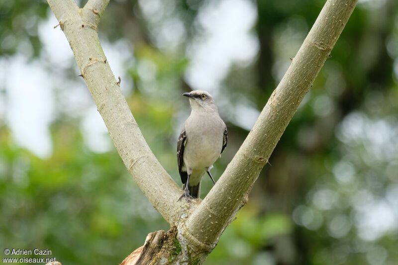 Moqueur des savanes, identification