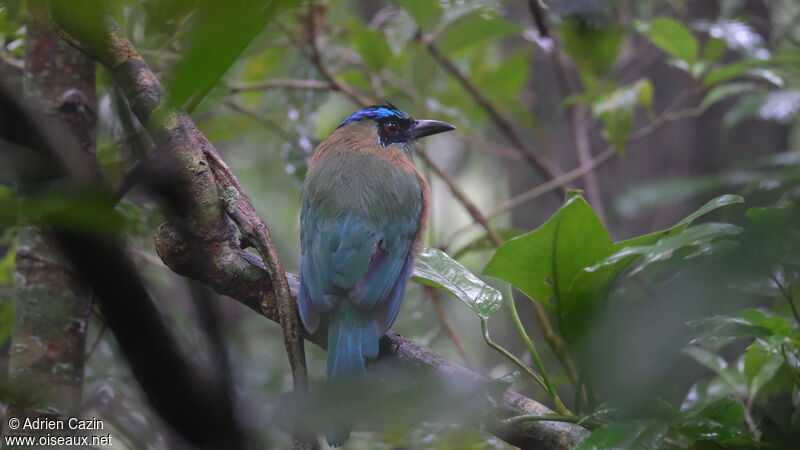 Motmot de Lesson