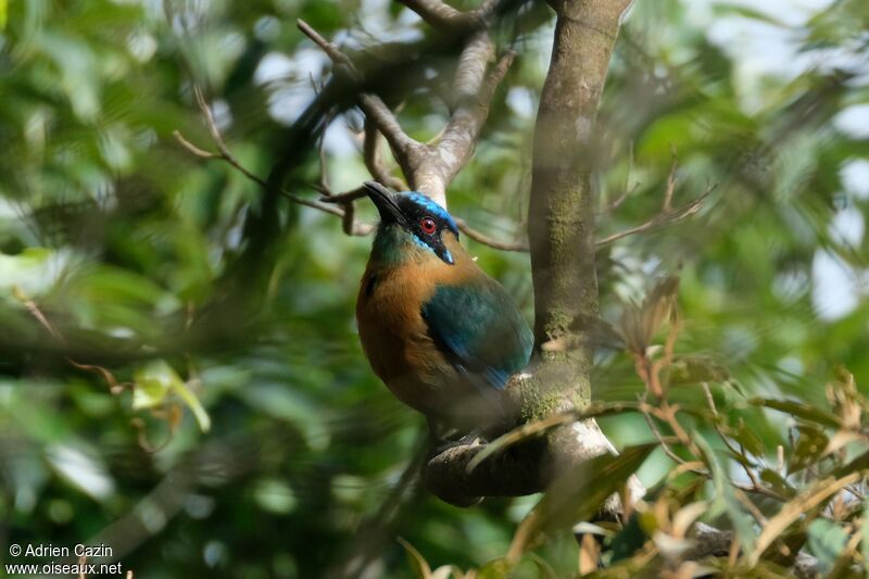 Motmot de Lessonadulte