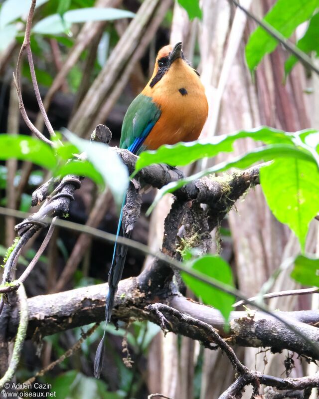 Motmot rouxadulte, identification