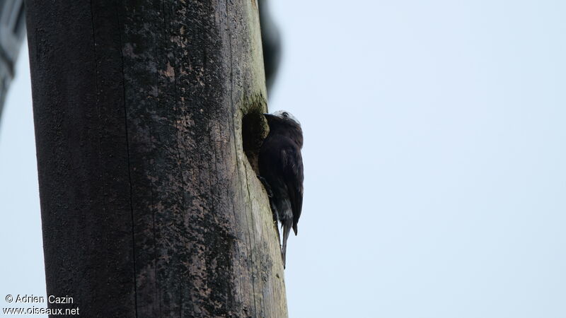 Long-tailed Tyrant female adult, identification, Reproduction-nesting