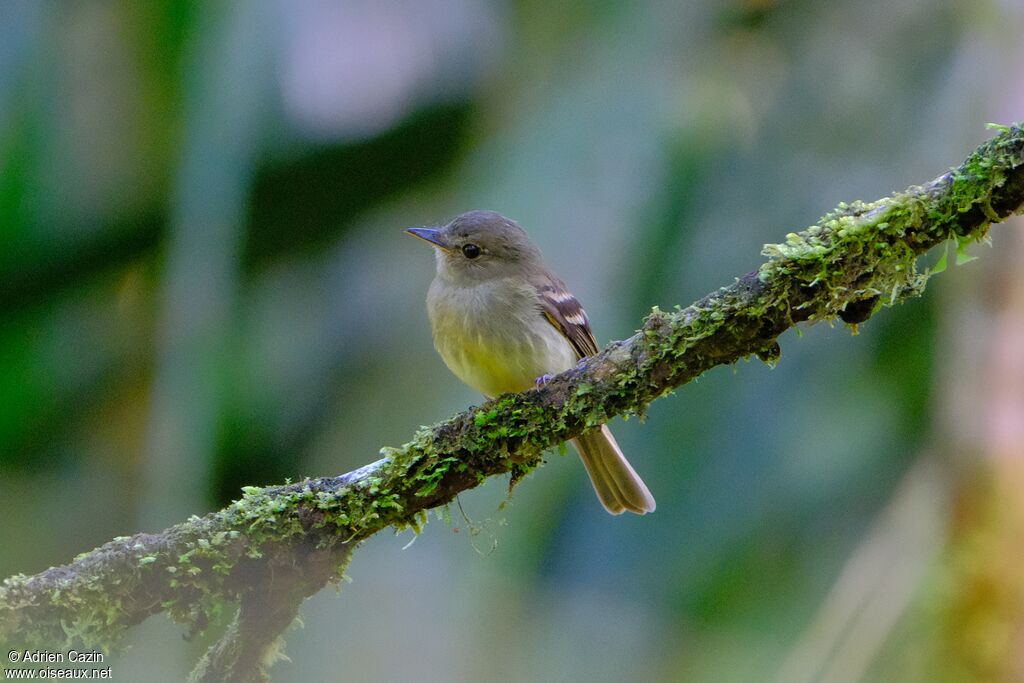 Euler's Flycatcher