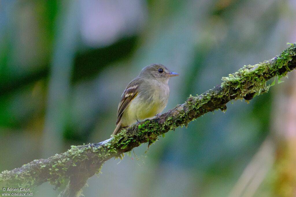 Euler's Flycatcher